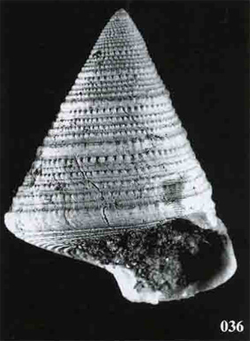 Trochide da identificare